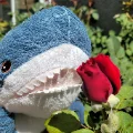 asmallshark